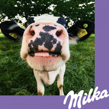 Curious black and white cow with ear tags in green pasture, name Milka visible